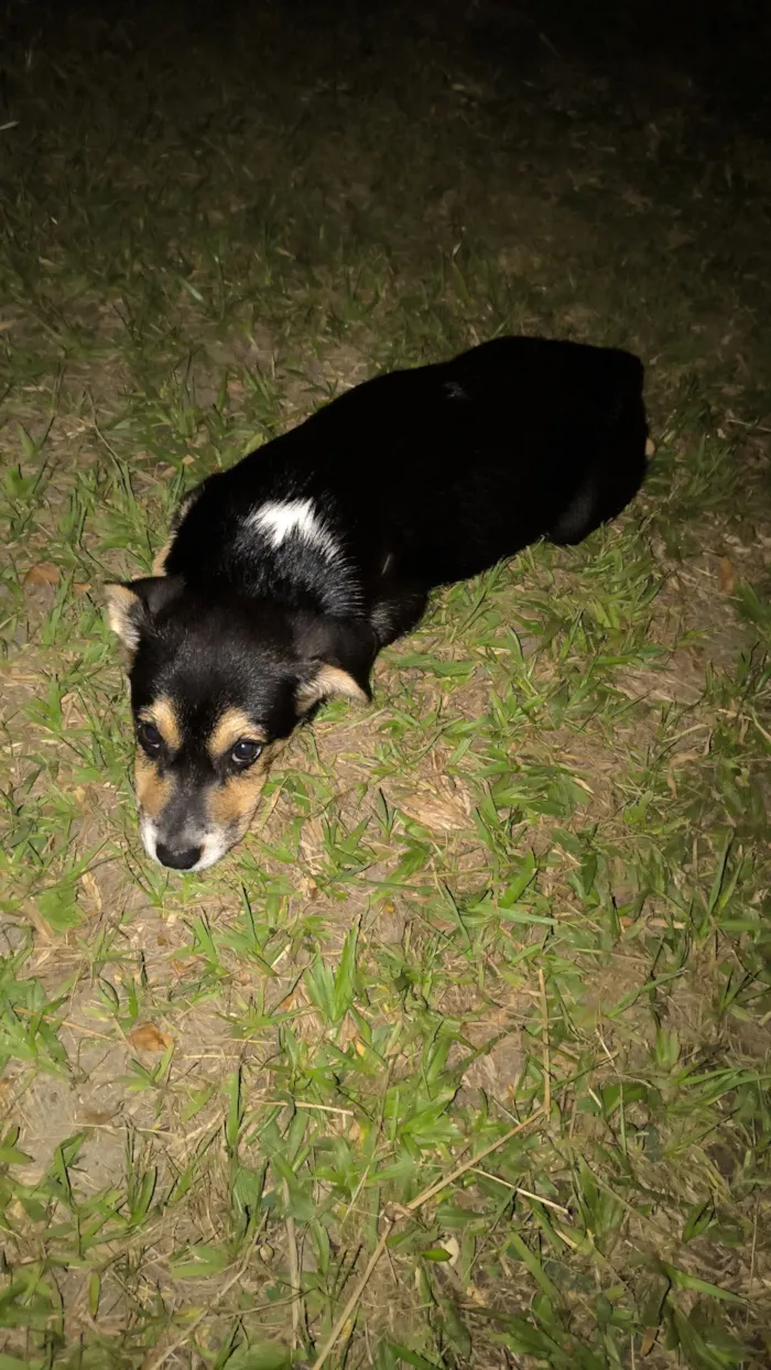 Cachorro raça SRD-ViraLata idade 2 a 6 meses nome Joao
