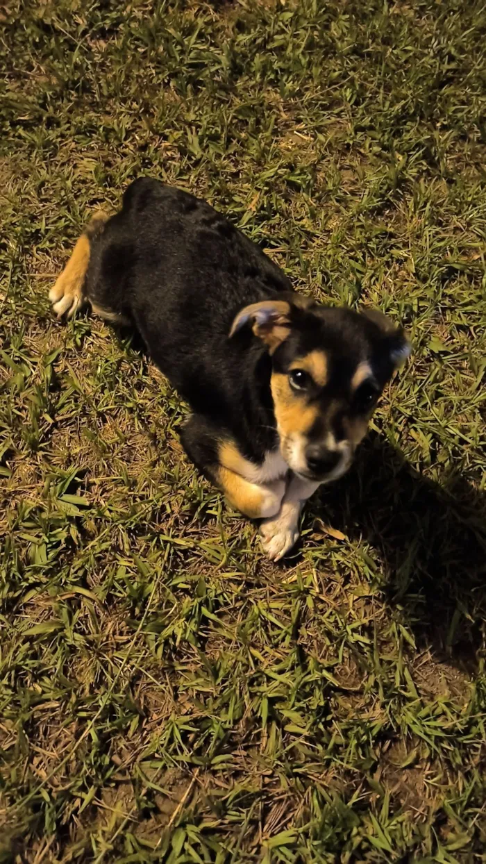 Cachorro raça SRD-ViraLata idade 2 a 6 meses nome Joao