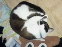 Gato raça Siamês idade 4 anos nome Jubileu?