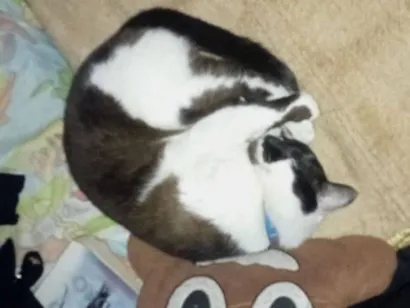 Gato raça Siamês idade 4 anos nome Jubileu?