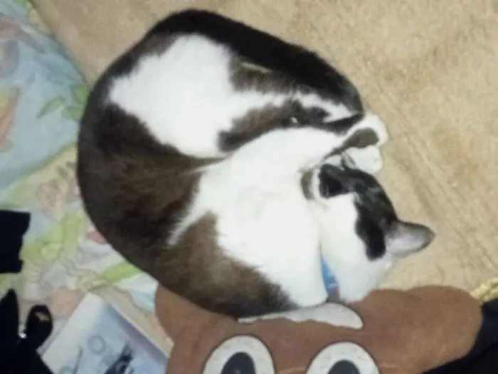 Gato raça Siamês idade 4 anos nome Jubileu?