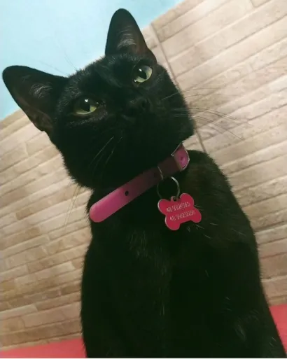 Gato raça SRD-ViraLata idade 2 anos nome Cacau