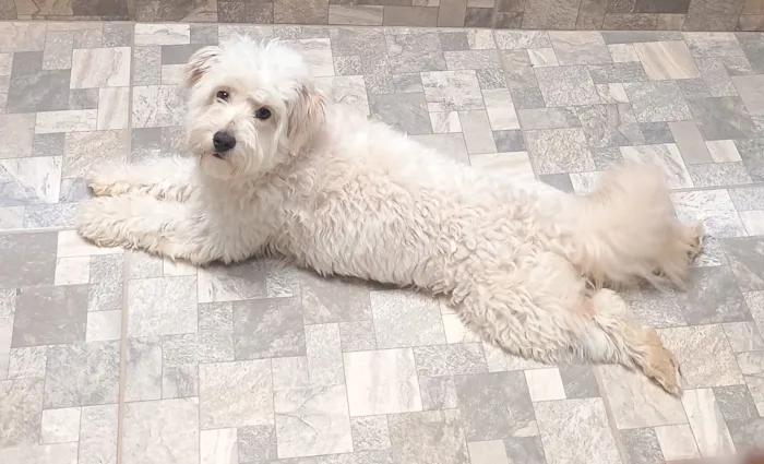 Cachorro raça Poodle idade 2 anos nome Spike