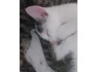 Gato raça SRD-ViraLata idade 7 a 11 meses nome Nevasca