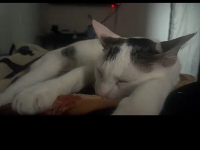 Gato raça SRD-ViraLata idade 7 a 11 meses nome Nevasca