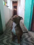 Cachorro raça Pit-Bull idade 7 a 11 meses nome Max