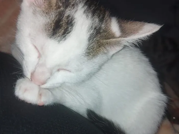 Gato raça SRD-ViraLata idade 7 a 11 meses nome Nevasca