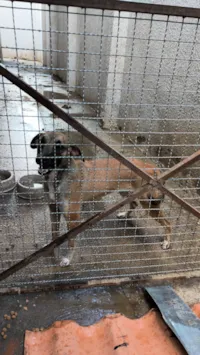 Cachorro raça SRD-ViraLata idade 7 a 11 meses nome Amy