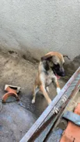 Cachorro raça SRD-ViraLata idade 7 a 11 meses nome Amy