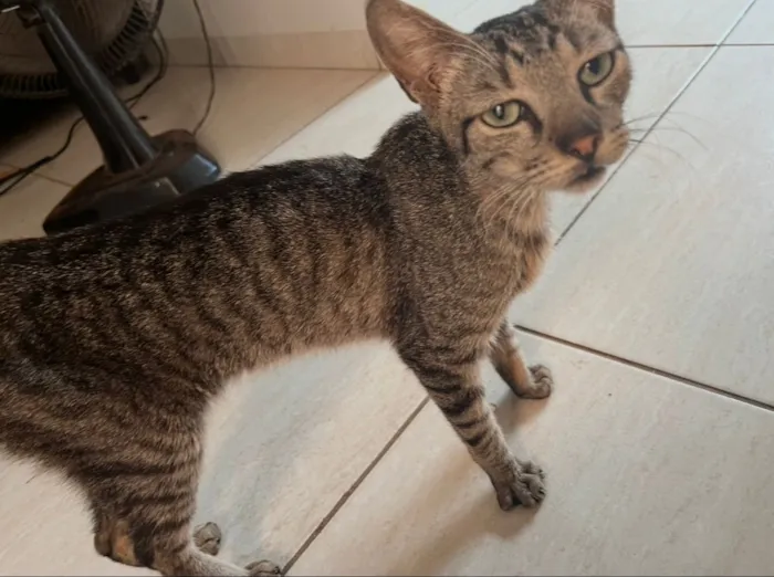 Gato raça SRD-ViraLata idade 2 anos nome Gatinho