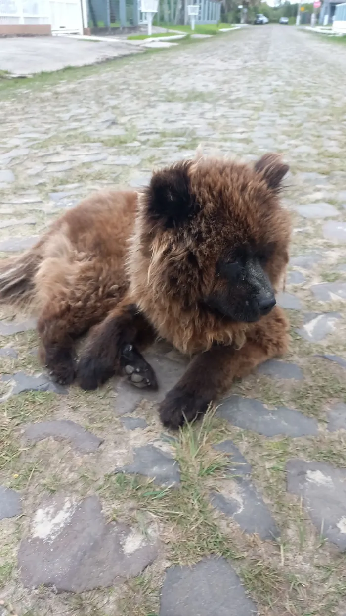 Cachorro raça Chow Chow idade 2 a 6 meses nome Sem nome 