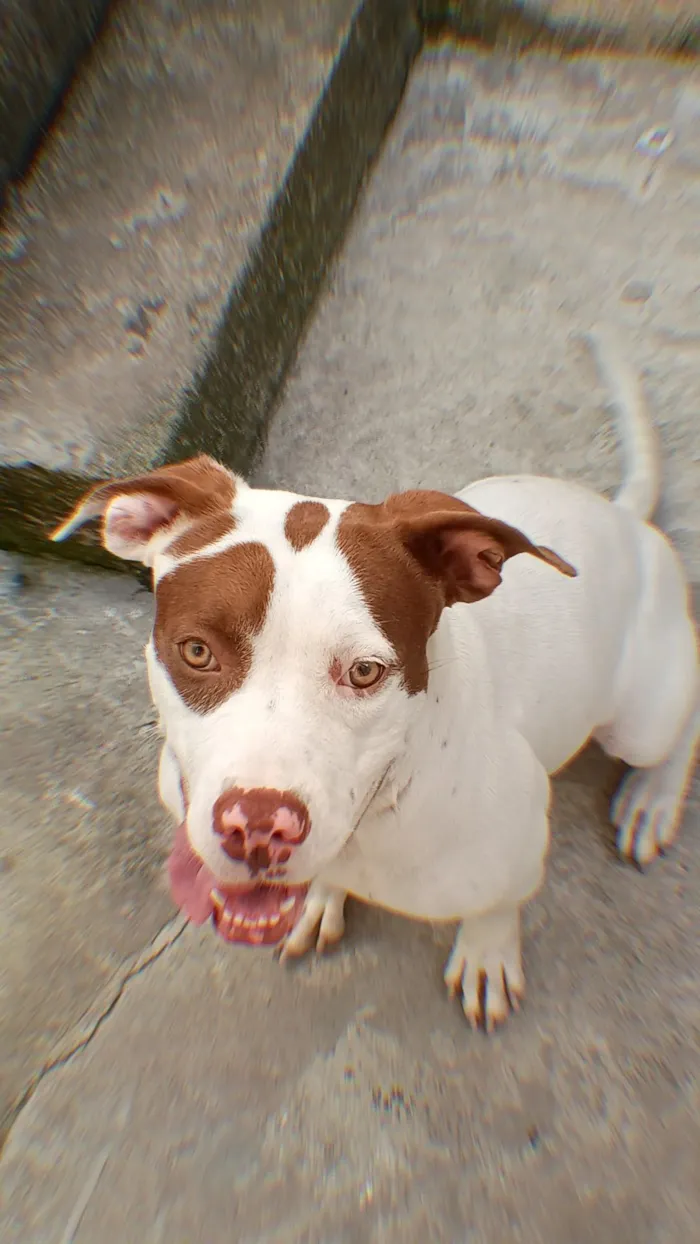 Cachorro raça Pit-Bull idade 7 a 11 meses nome Zara