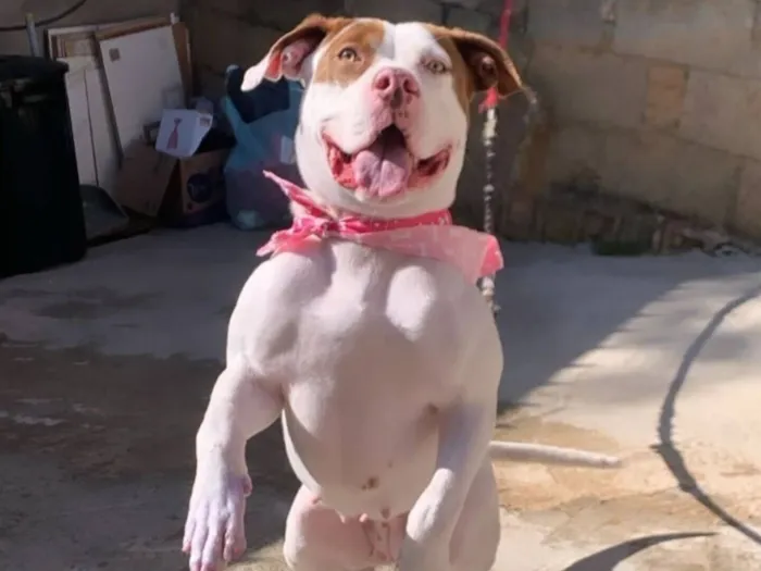 Cachorro raça Pit-Bull idade 7 a 11 meses nome Zara