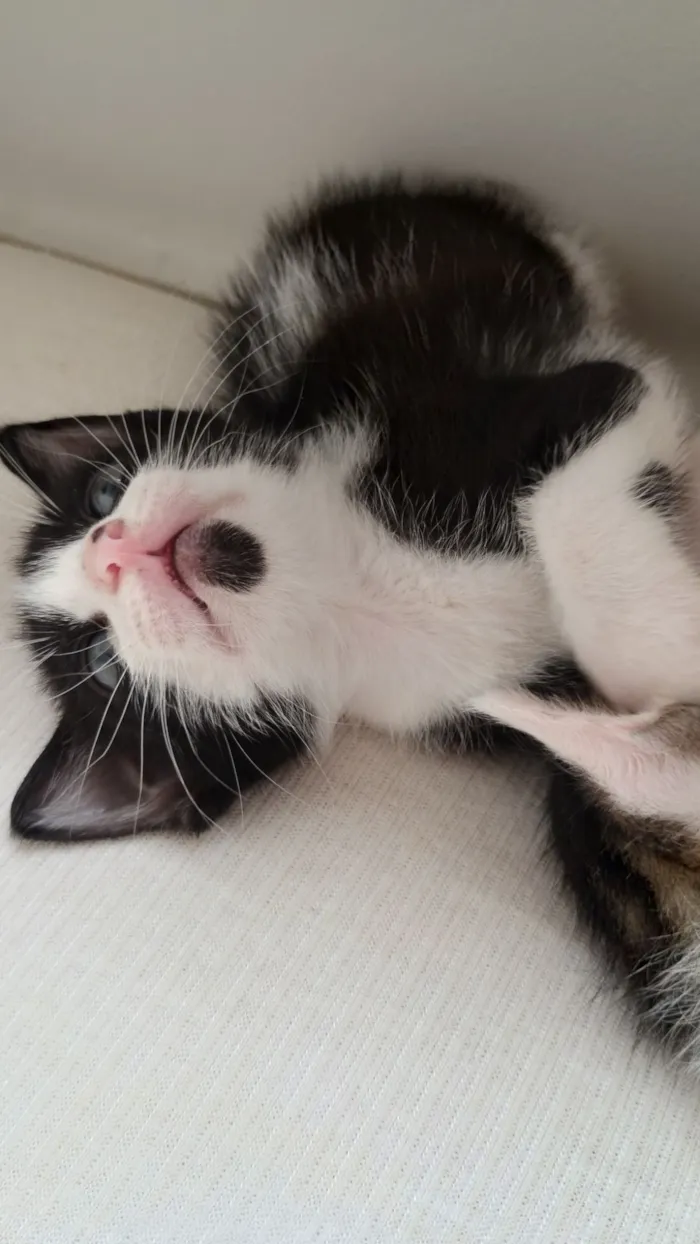 Gato raça SRD-ViraLata idade Abaixo de 2 meses nome Sem nome 