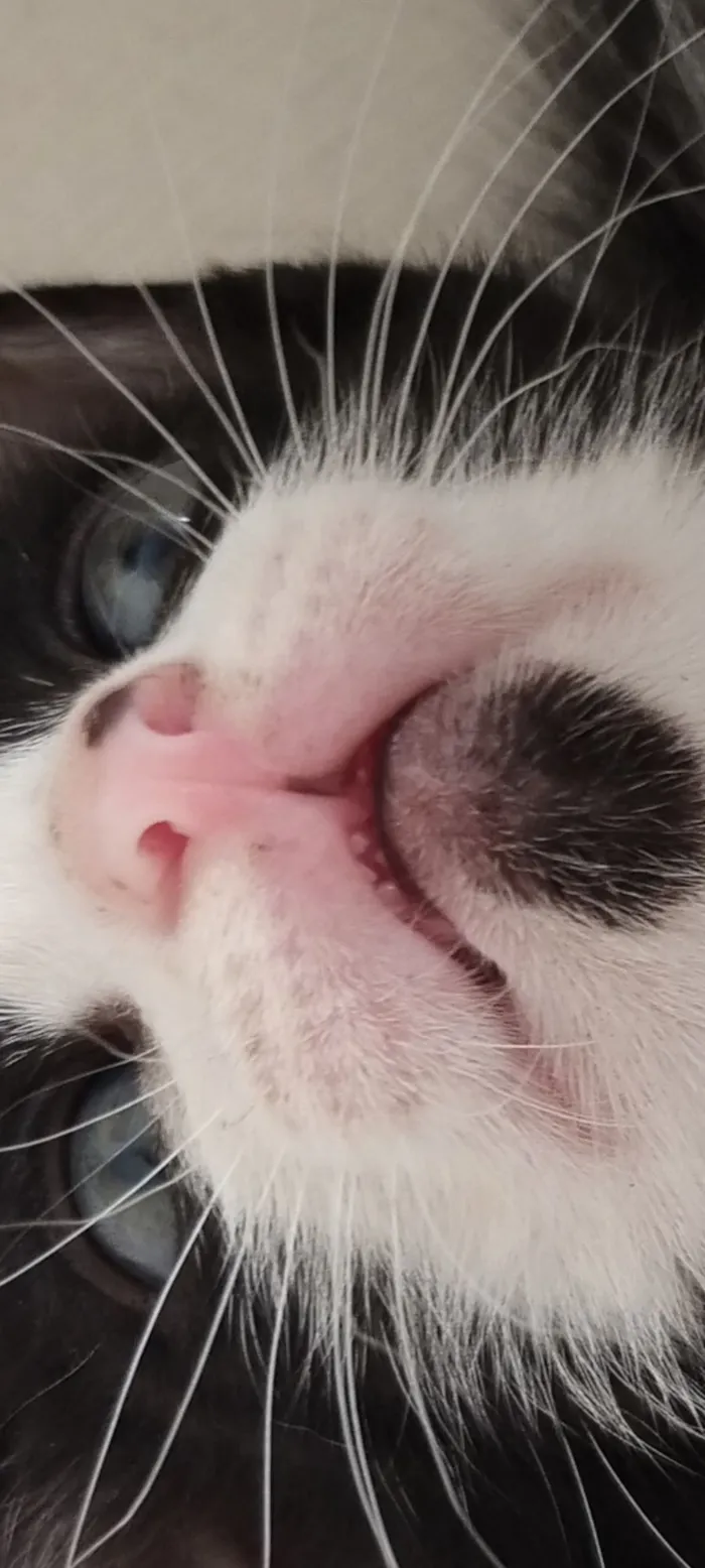 Gato raça SRD-ViraLata idade Abaixo de 2 meses nome Sem nome 