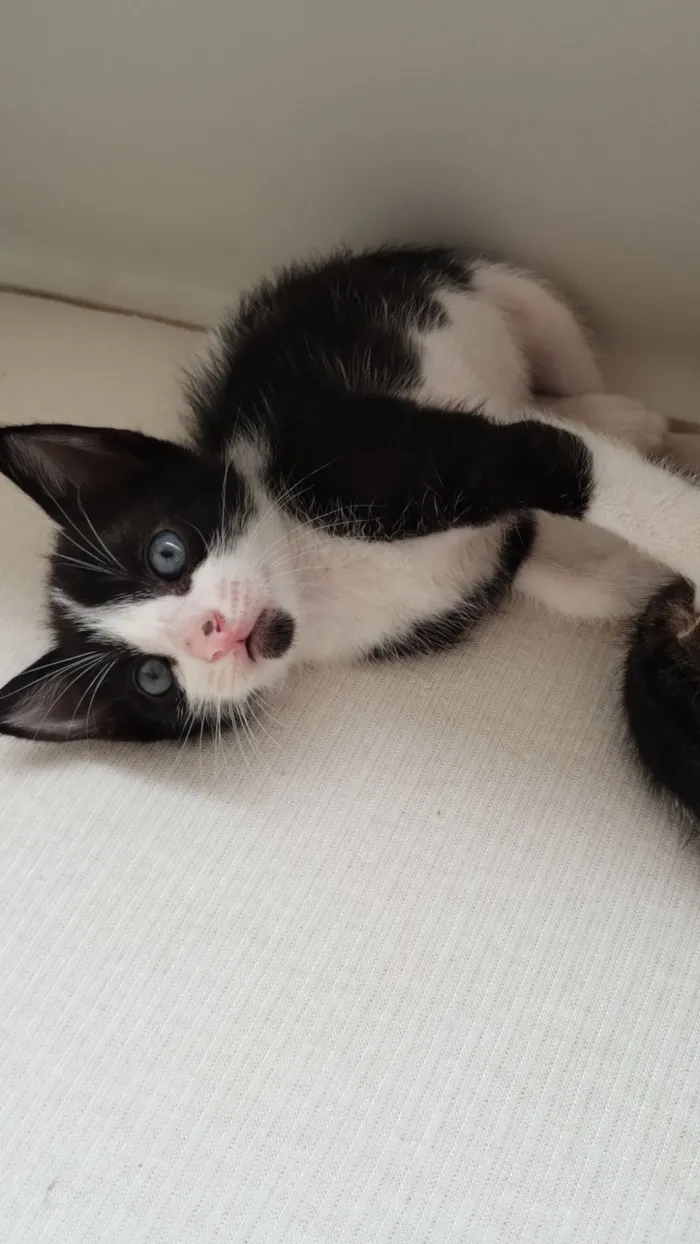 Gato raça SRD-ViraLata idade Abaixo de 2 meses nome Sem nome 