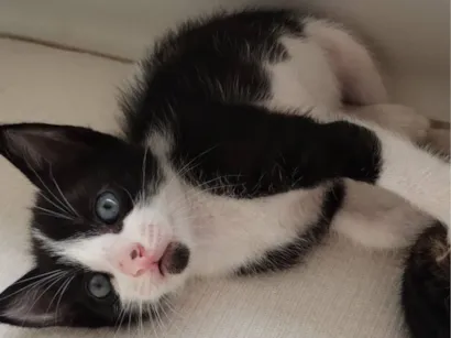 Gato raça SRD-ViraLata idade Abaixo de 2 meses nome Sem nome 