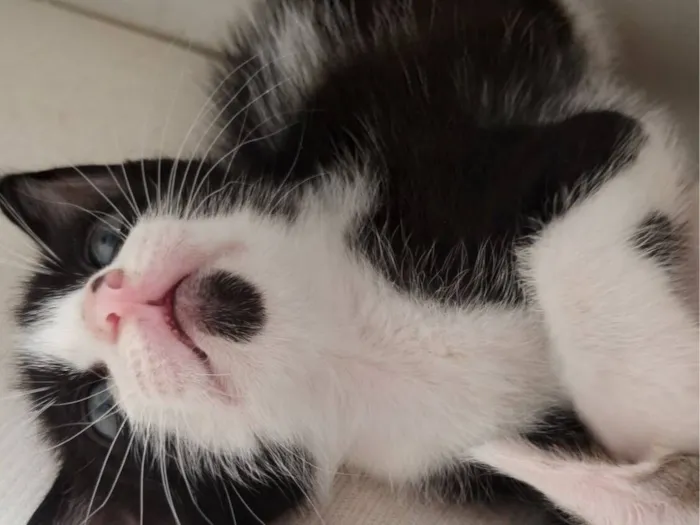 Gato raça SRD-ViraLata idade Abaixo de 2 meses nome Sem nome 