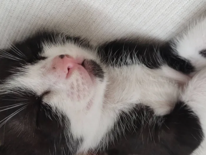 Gato raça SRD-ViraLata idade Abaixo de 2 meses nome Sem nome 