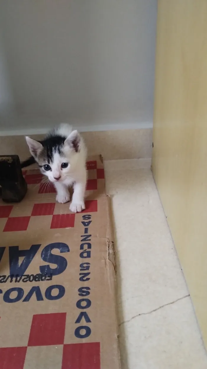 Gato raça SRD-ViraLata idade Abaixo de 2 meses nome Sem nome 