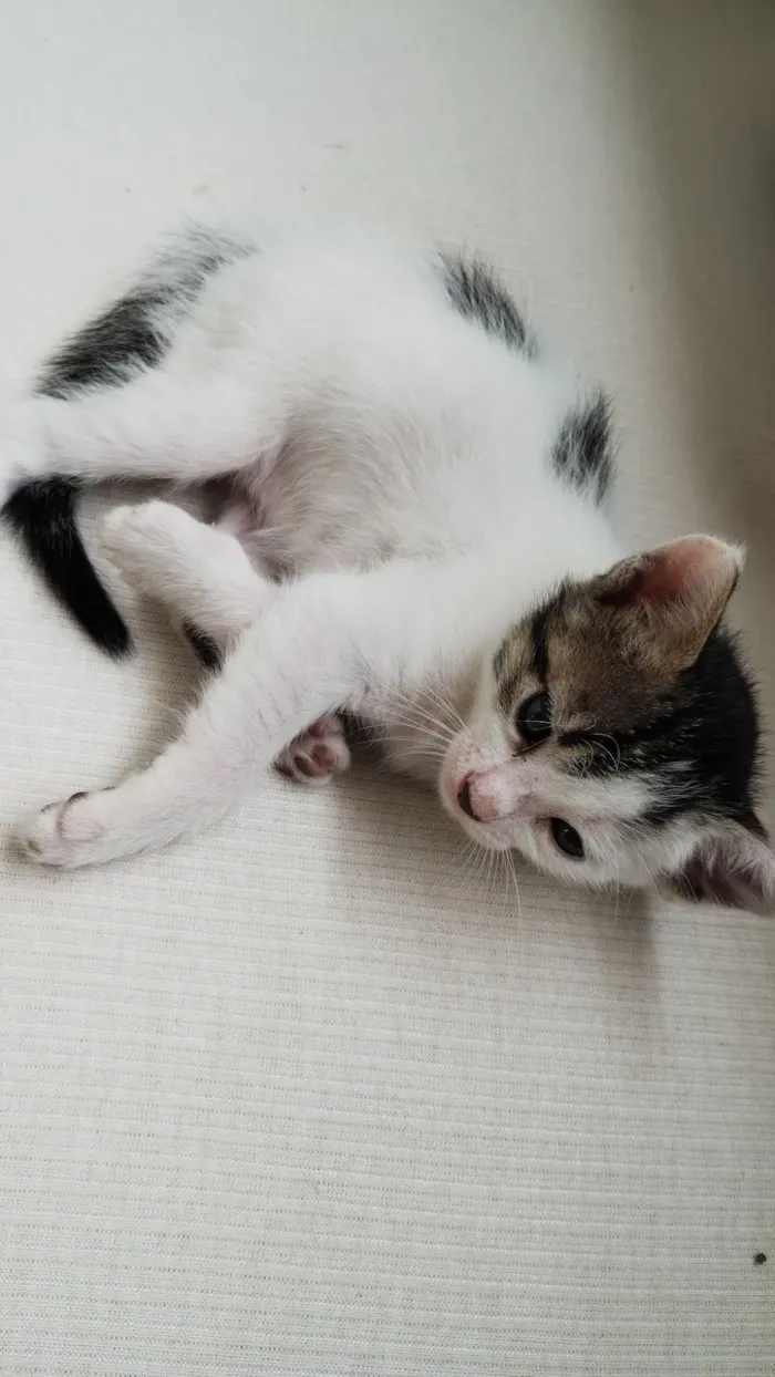 Gato raça SRD-ViraLata idade Abaixo de 2 meses nome Sem nome 