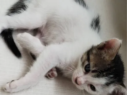 Gato raça SRD-ViraLata idade Abaixo de 2 meses nome Sem nome 