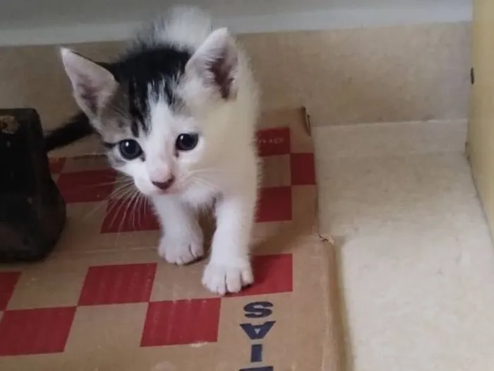 Gato raça SRD-ViraLata idade Abaixo de 2 meses nome Sem nome 