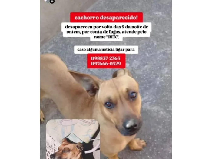 Cachorro raça SRD-ViraLata idade 3 anos nome Rex