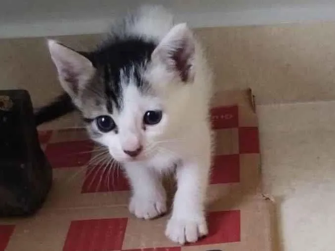 Gato raça SRD-ViraLata idade Abaixo de 2 meses nome Sem nome 