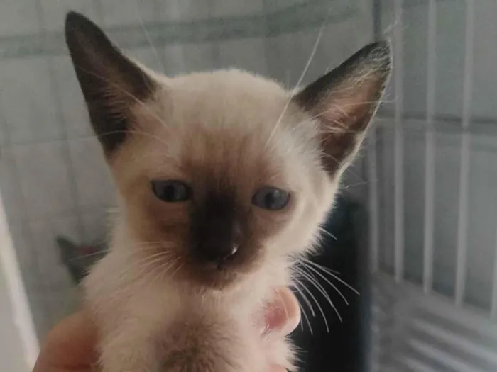 Gato raça SRD-ViraLata idade Abaixo de 2 meses nome Sem nome 