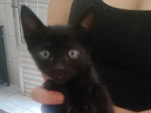 Gato raça SRD-ViraLata idade Abaixo de 2 meses nome Sem nome 