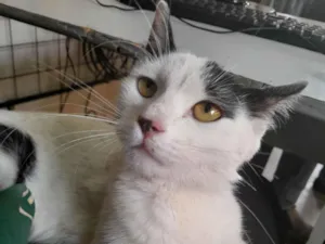 Gato raça SRD-ViraLata idade 2 a 6 meses nome S/N