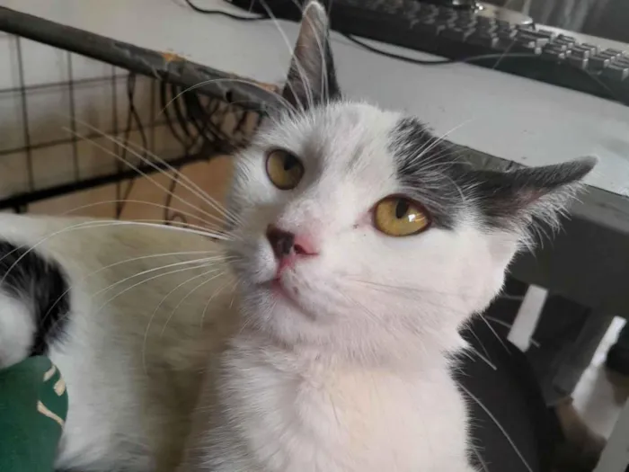 Gato raça SRD-ViraLata idade 2 a 6 meses nome S/N