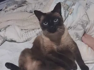 Gato raça Siamês idade 6 ou mais anos nome Hawena