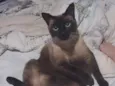 Gato raça Siamês idade 6 ou mais anos nome Hawena
