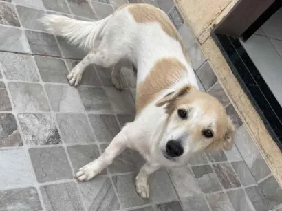 Cachorro raça SRD-ViraLata idade 7 a 11 meses nome Doguinha 