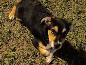 Cachorro raça SRD-ViraLata idade 2 a 6 meses nome Joao
