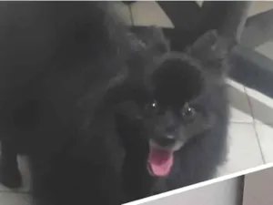 Cachorro raça Shitzu idade 2 anos nome Okami
