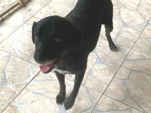 Cachorro raça Labrador idade 4 anos nome Neguinho