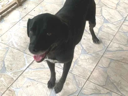 Cachorro raça Labrador idade 4 anos nome Neguinho