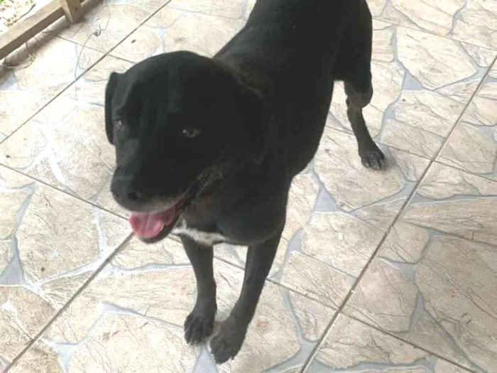 Cachorro raça Labrador idade 4 anos nome Neguinho
