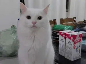 Gato raça SRD-ViraLata idade 5 anos nome Polengo