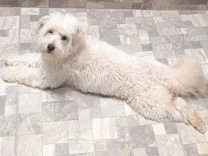 Cachorro raça Poodle idade 2 anos nome Spike