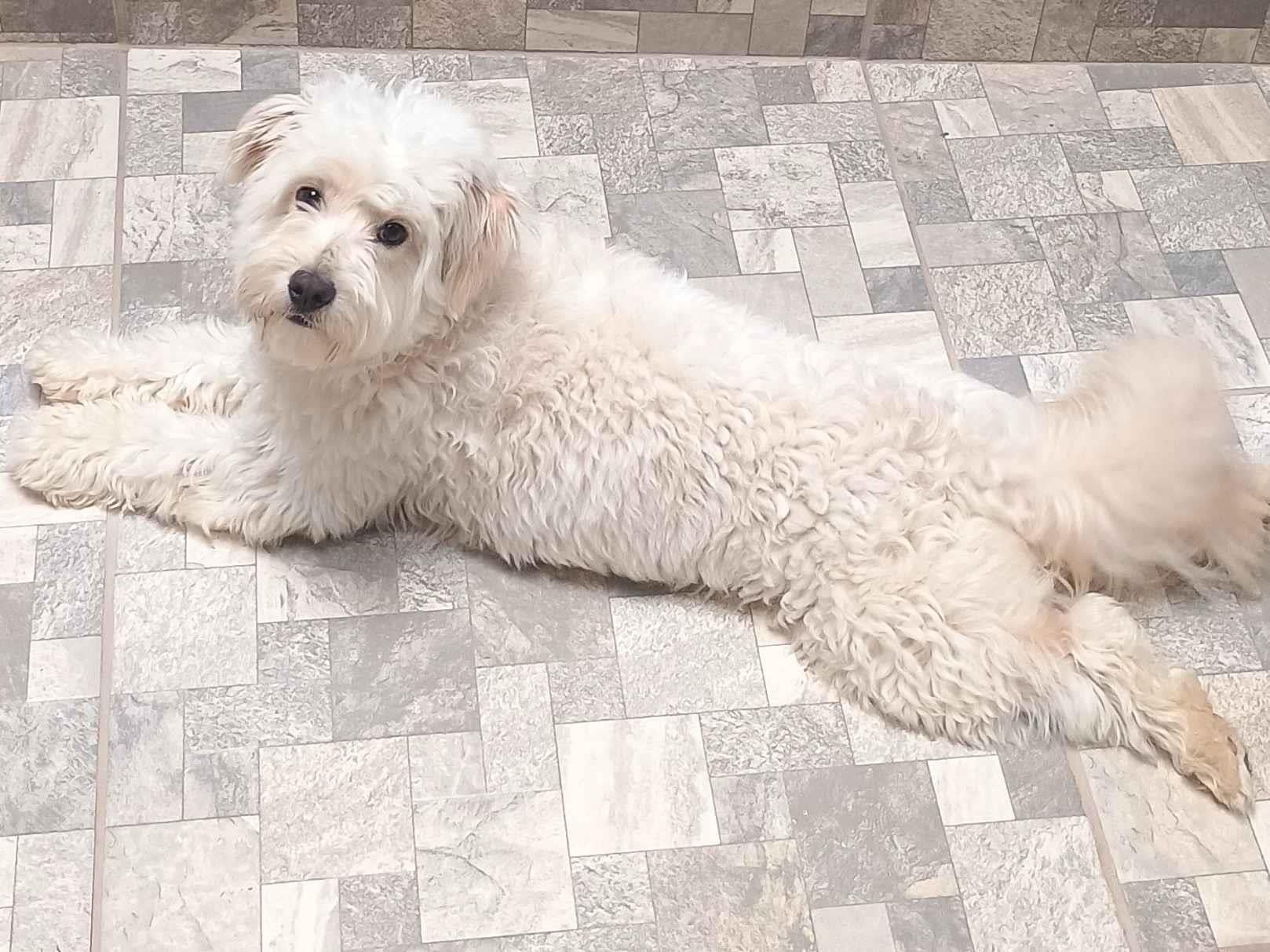Cachorro raça Poodle idade 2 anos nome Spike