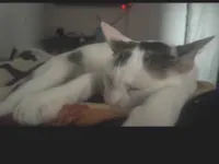 Gato raça SRD-ViraLata idade 7 a 11 meses nome Nevasca