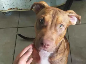 Cachorro raça Pit-Bull idade 7 a 11 meses nome Max