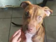 Cachorro raça Pit-Bull idade 7 a 11 meses nome Max