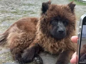 Cachorro raça Chow Chow idade 2 a 6 meses nome Sem nome 