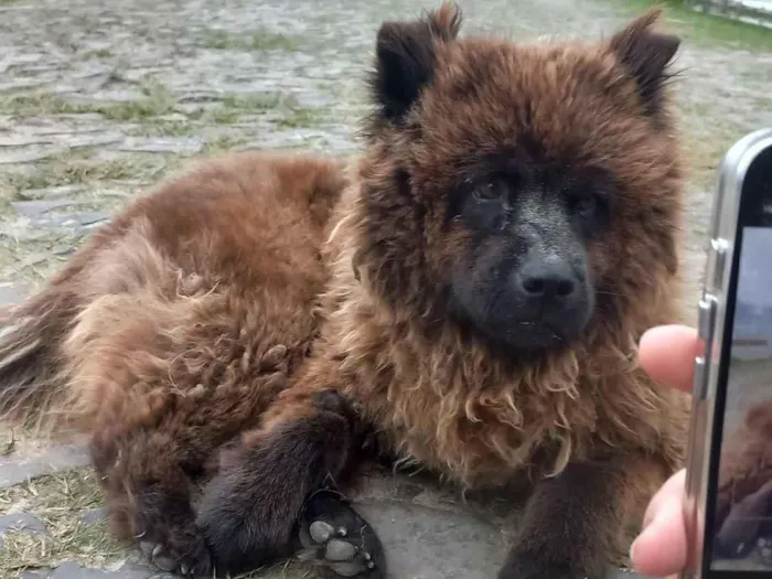 Cachorro raça Chow Chow idade 2 a 6 meses nome Sem nome 