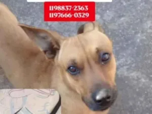 Cachorro raça SRD-ViraLata idade 3 anos nome Rex